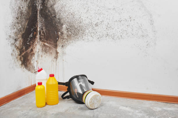 Best Mold Removal Process  in Waymart, PA