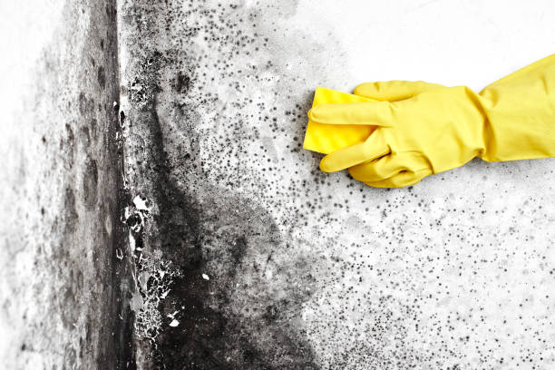 Best Professional Mold Removal  in Waymart, PA