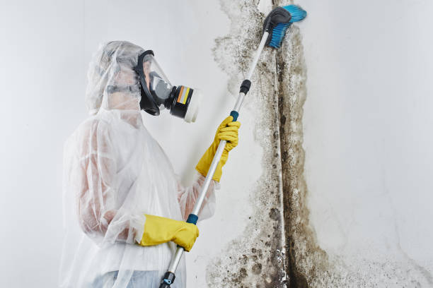 Mold Removal Process in Waymart, PA
