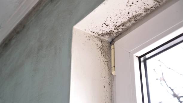 Best Local Mold Removal Service  in Waymart, PA