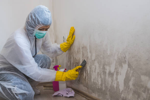 Best Mold Damage Repair  in Waymart, PA