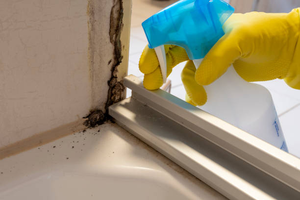 Best Same-Day Mold Removal  in Waymart, PA