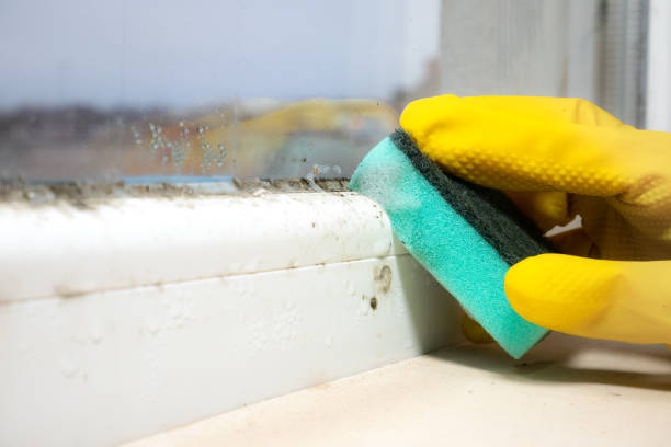 Best Home Mold Removal  in Waymart, PA