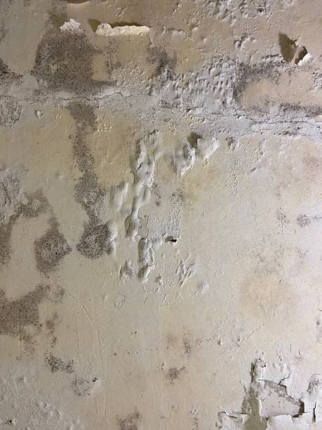 Best Mold Damage Repair  in Waymart, PA