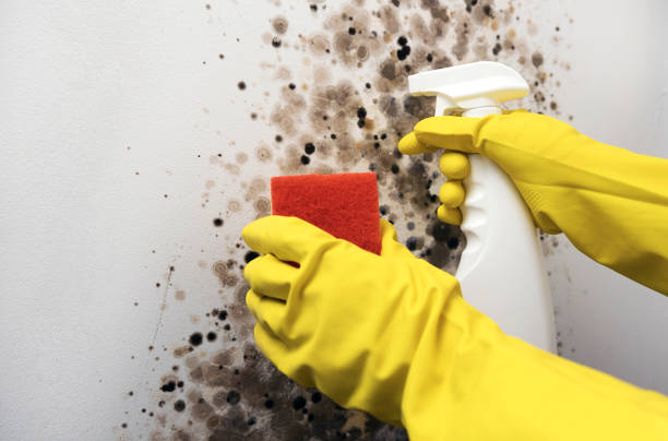 Best Residential Mold Removal  in Waymart, PA