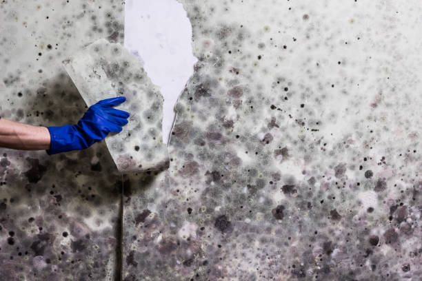 Home Mold Removal in Waymart, PA