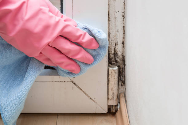 Best Black Mold Removal  in Waymart, PA