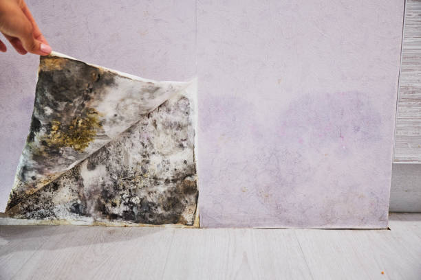 Best Fast Mold Removal  in Waymart, PA